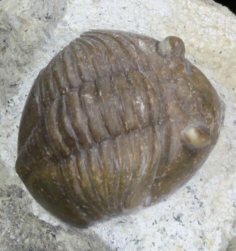 Bargain Asaphus Lepidurus Trilobite - Russia #31304